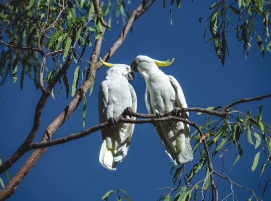 Cockatoos for Sale – Perfect for Bird Lovers and Companions