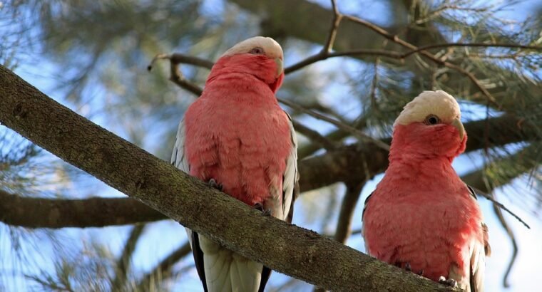 Cockatoos for Sale – Perfect for Bird Lovers and Companions