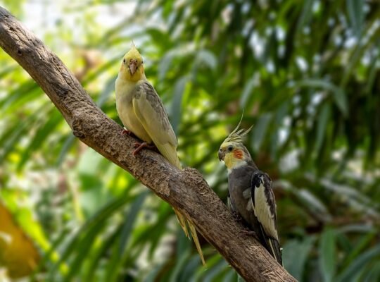 Cockatoos for Sale – Perfect for Bird Lovers and Companions