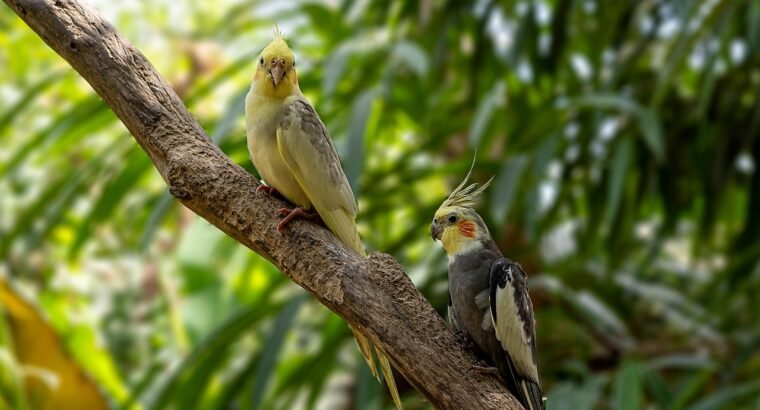 Cockatoos for Sale – Perfect for Bird Lovers and Companions