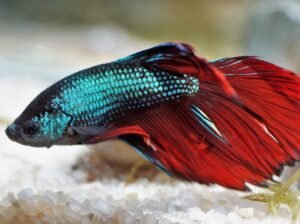 Betta Fish Available for Sale Vibrant and Stunning
