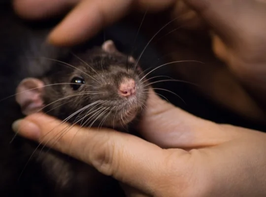 Friendly lovebird for Sale Charming and Entertaining Feathered Friends