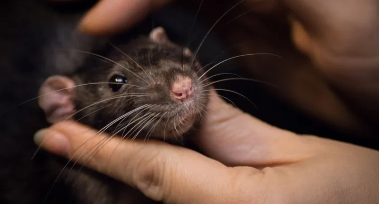 Friendly lovebird for Sale Charming and Entertaining Feathered Friends