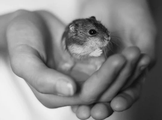 Cute Hamsters for Sale Ideal Pets for Kids and Adults Alike