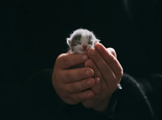 Cute Hamsters for Sale Ideal Pets for Kids and Adults Alike