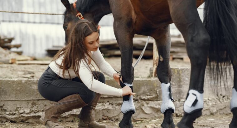 Talkative Parrots for Sale Intelligent and Affectionate Companions