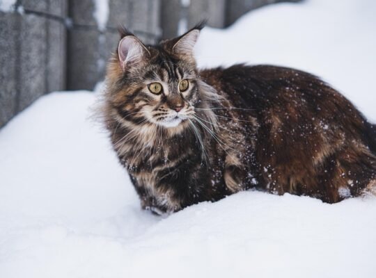 Maine Coon Kittens Available Perfect Family Companions Gorgeous and Affectionate