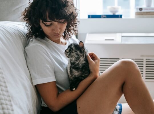 Beautiful Persian Kittens for Adoption