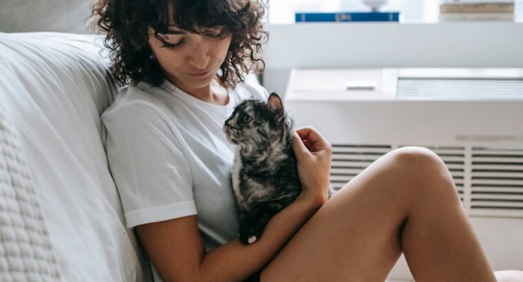 Beautiful Persian Kittens for Adoption