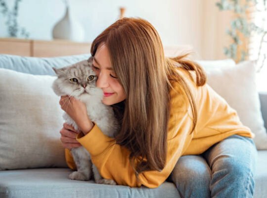 Beautiful Persian Kittens for Adoption