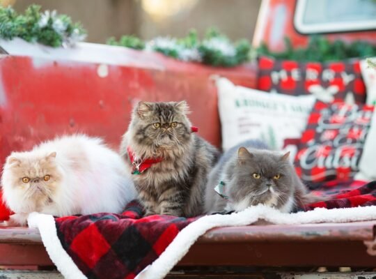 Persian Kittens Available Luxurious Coats and Sweet Personalities