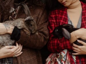 Cockatoos for Sale – Perfect for Bird Lovers and Companions