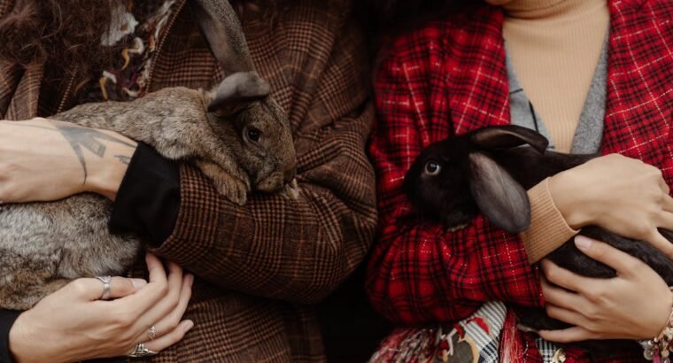 Cockatoos for Sale – Perfect for Bird Lovers and Companions