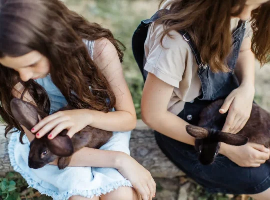 Friendly Rabbits Available for Adoption Perfect Pets for Families and Individuals