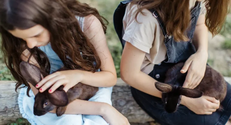 Friendly Rabbits Available for Adoption Perfect Pets for Families and Individuals