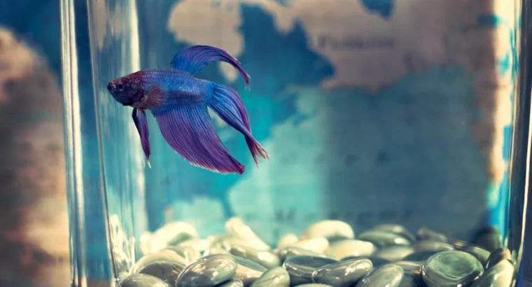 Betta Fish for Sale Perfect for Desktop Aquariums and Ornamental Displays