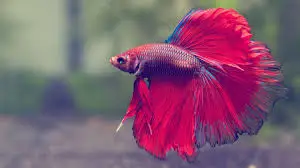 Betta Fish for Sale Perfect for Desktop Aquariums and Ornamental Displays