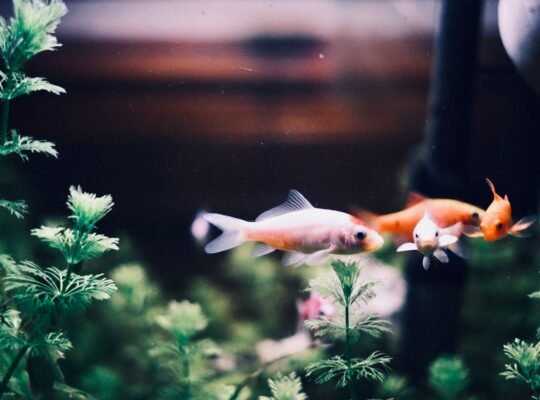 Betta Fish for Sale Perfect for Desktop Aquariums and Ornamental Displays