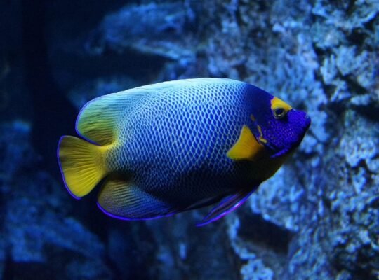 BlueTang Fish for Sale Vibrant Colors Swimmers for Your Pond or Aquarium