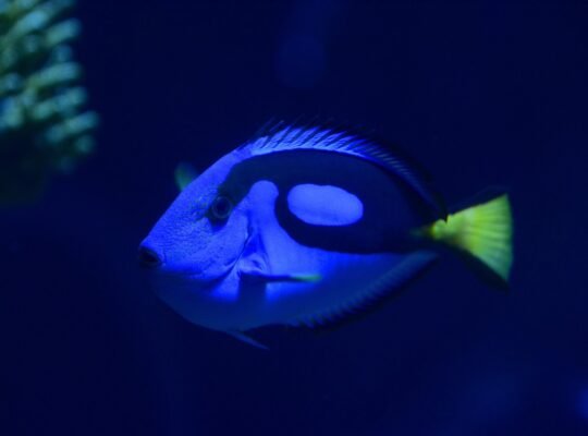 BlueTang Fish for Sale Vibrant Colors Swimmers for Your Pond or Aquarium