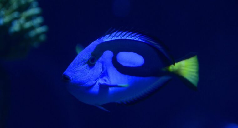 BlueTang Fish for Sale Vibrant Colors Swimmers for Your Pond or Aquarium