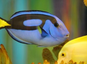 Lovable Retriever Puppies for Sale Perfect Family Companions with Playful and Loyal Nature