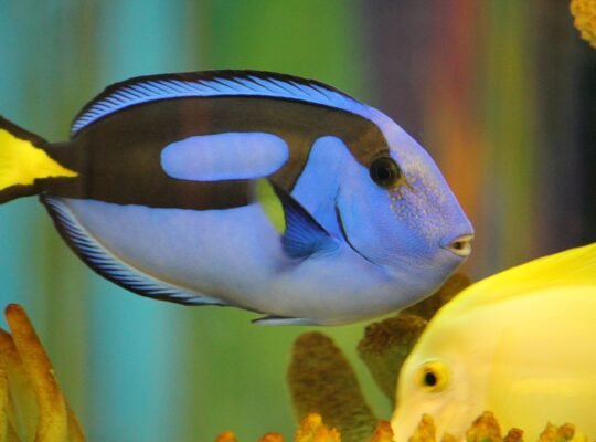 Lovable Retriever Puppies for Sale Perfect Family Companions with Playful and Loyal Nature