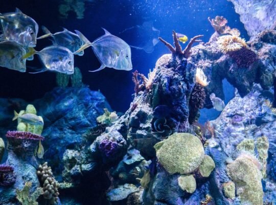 BlueTang Fish for Sale Vibrant Colors Swimmers for Your Pond or Aquarium