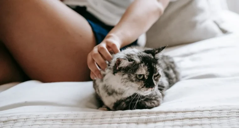 Siamese Cats Ready for New Homes