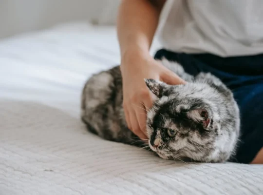 Siamese Cats Ready for New Homes