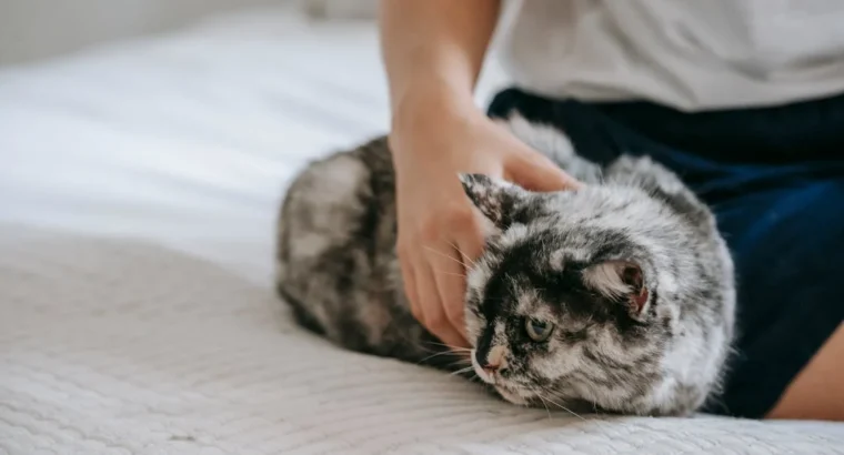 Siamese Cats Ready for New Homes