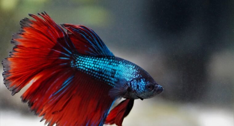 Betta Fish Available for Sale Vibrant and Stunning