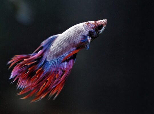 Betta Fish Available for Sale Vibrant and Stunning