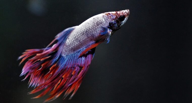 Betta Fish Available for Sale Vibrant and Stunning