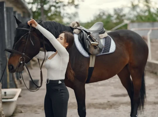 Arabian Horses for Sale Perfect for Riding and Showing Majestic and Elegant