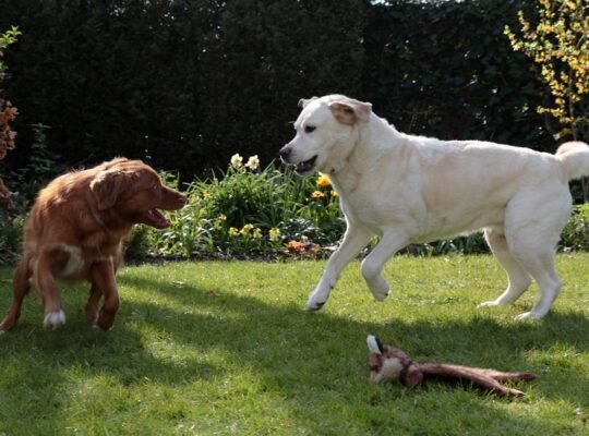 Maine Coon Kittens Available Perfect Family Companions Gorgeous and Affectionate