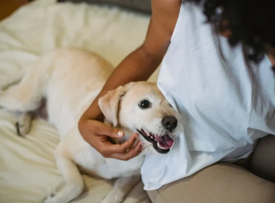 Loyal Labrador Retriever Puppies for Sale Ideal Family Pets