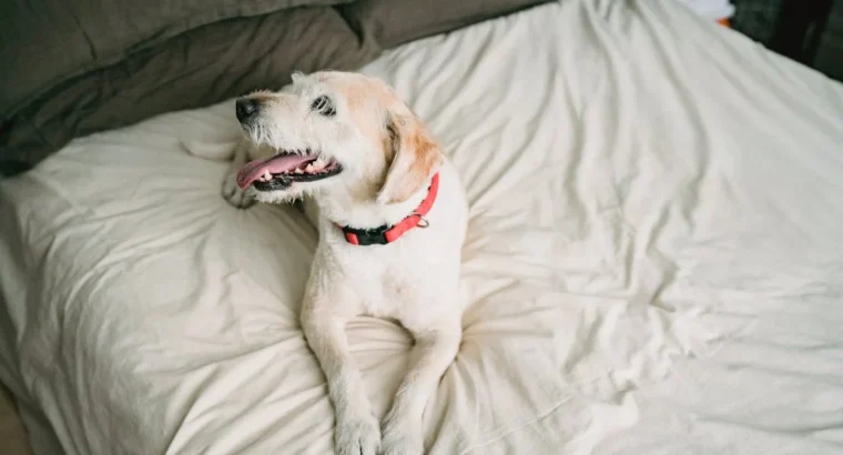 Loyal Labrador Retriever Puppies for Sale Ideal Family Pets