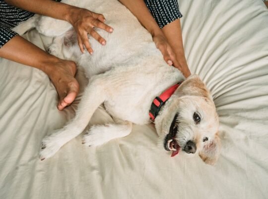 Loyal Labrador Retriever Puppies for Sale Ideal Family Pets
