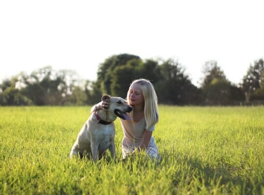 Loyal Labrador Retriever Puppies for Sale Ideal Family Pets