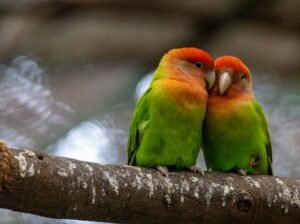 Betta Fish for Sale Perfect for Desktop Aquariums and Ornamental Displays