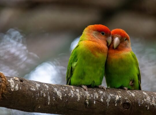 Betta Fish for Sale Perfect for Desktop Aquariums and Ornamental Displays