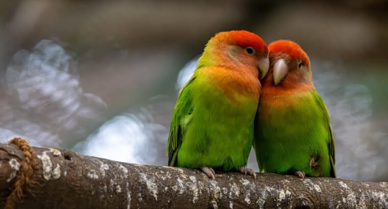 Betta Fish for Sale Perfect for Desktop Aquariums and Ornamental Displays