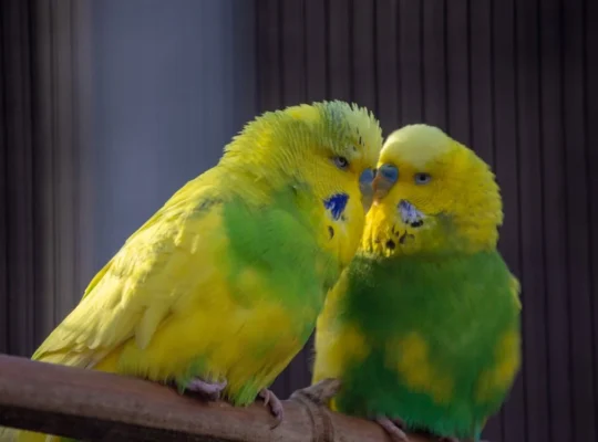 Friendly lovebird for Sale Charming and Entertaining Feathered Friends