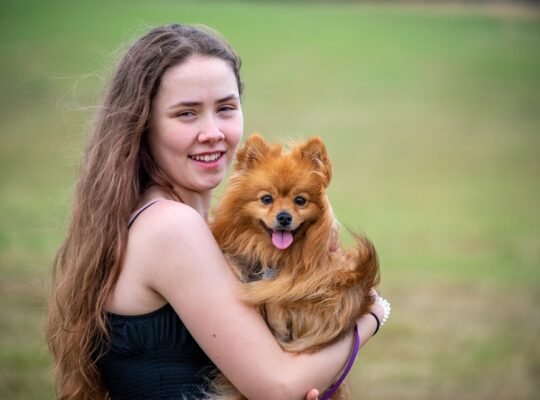 Toy Pamerian Available Intelligent, Playful, and Hypoallergenic Companions