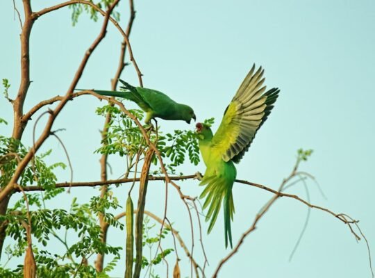 Friendly Rabbits Available for Adoption Perfect Pets for Families and Individuals