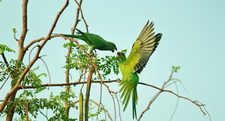 Friendly Rabbits Available for Adoption Perfect Pets for Families and Individuals