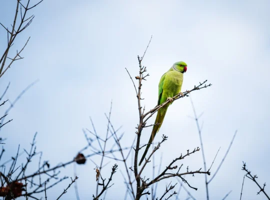 Talkative Parrots for Sale Intelligent and Affectionate Companions