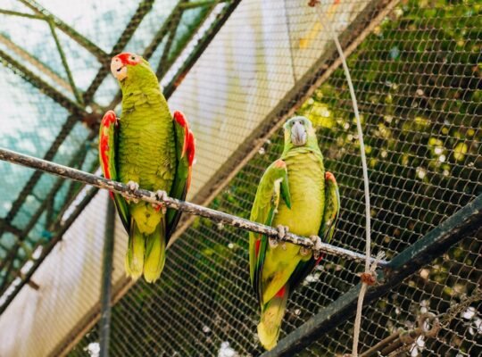 Talkative Parrots for Sale Intelligent and Affectionate Companions
