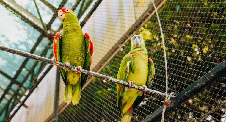 Talkative Parrots for Sale Intelligent and Affectionate Companions